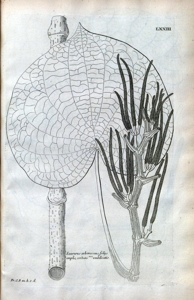 Description des plantes de l'Amerique :.A Paris, :De l'Imprimerie Royale,M.DC.CXIII [i.e | Botany "Pictorial works" "Pre-Linnean works" "West Indies"  | Vintage Print Reproduction 468120