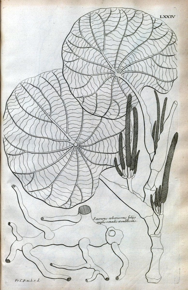 Description des plantes de l'Amerique :.A Paris, :De l'Imprimerie Royale,M.DC.CXIII [i.e | Botany "Pictorial works" "Pre-Linnean works" "West Indies"  | Vintage Print Reproduction 468121