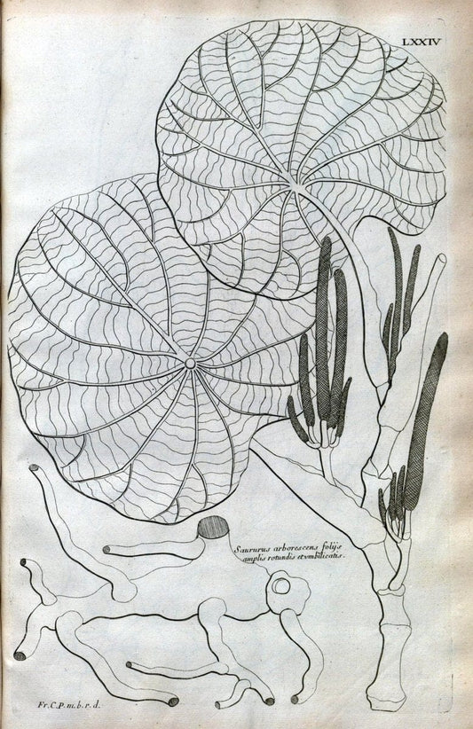 Description des plantes de l'Amerique :.A Paris, :De l'Imprimerie Royale,M.DC.CXIII [i.e | Botany "Pictorial works" "Pre-Linnean works" "West Indies"  | Vintage Print Reproduction 468121