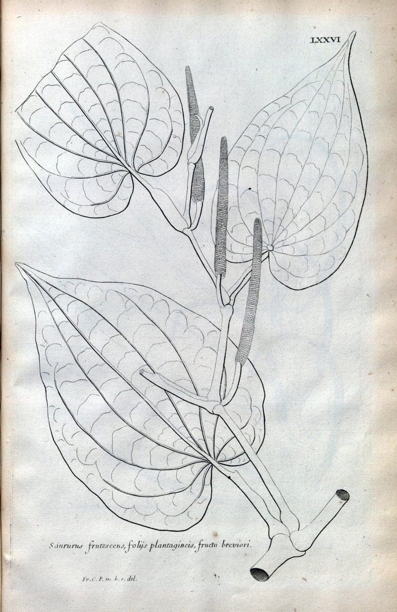 Description des plantes de l'Amerique :.A Paris, :De l'Imprimerie Royale,M.DC.CXIII [i.e | Botany "Pictorial works" "Pre-Linnean works" "West Indies"  | Vintage Print Reproduction 468123