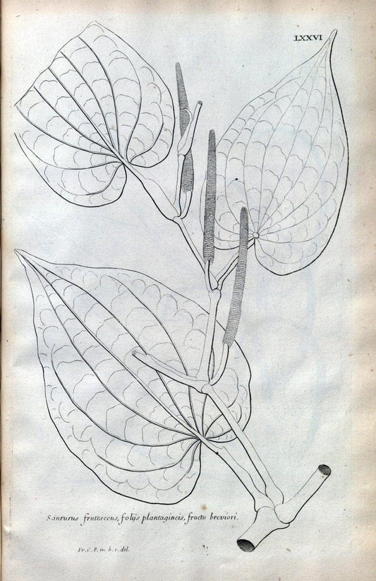 Description des plantes de l'Amerique :.A Paris, :De l'Imprimerie Royale,M.DC.CXIII [i.e | Botany "Pictorial works" "Pre-Linnean works" "West Indies"  | Vintage Print Reproduction 468123