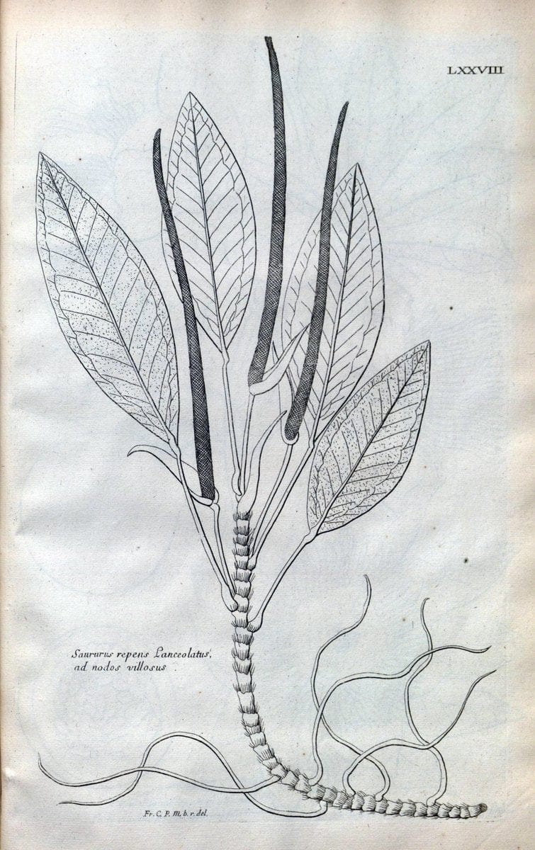 Description des plantes de l'Amerique :.A Paris, :De l'Imprimerie Royale,M.DC.CXIII [i.e | Botany "Pictorial works" "Pre-Linnean works" "West Indies"  | Vintage Print Reproduction 468125