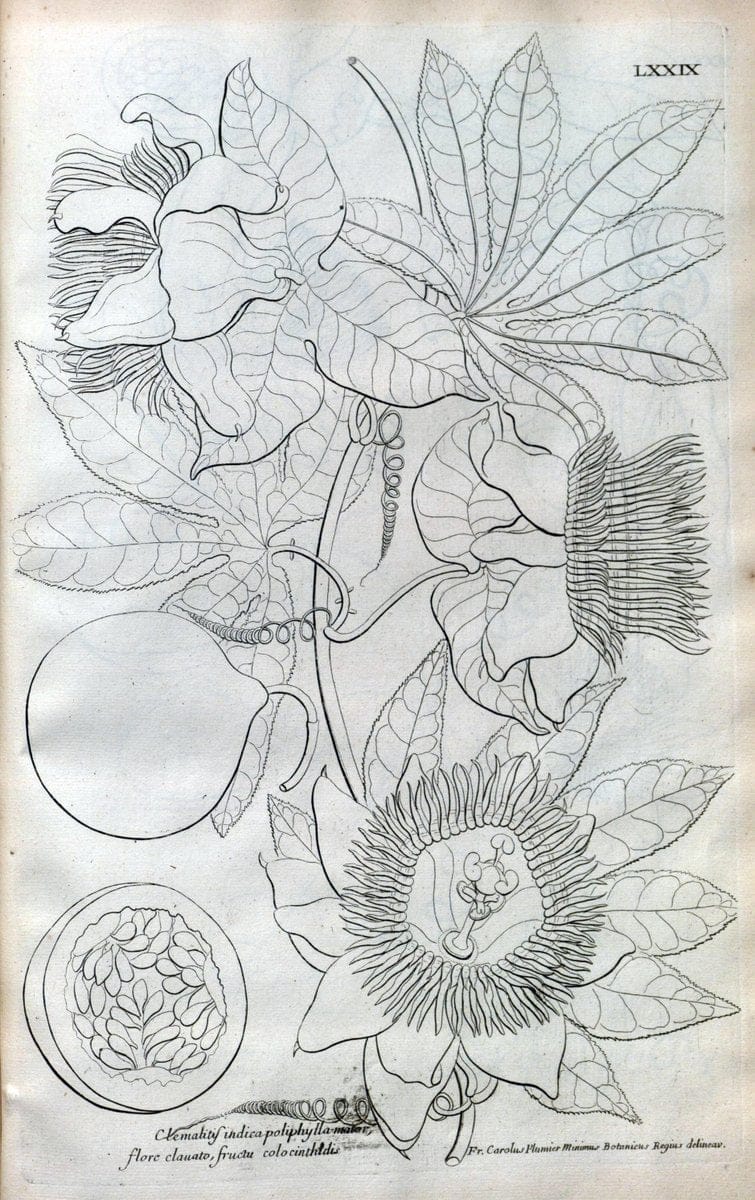 Description des plantes de l'Amerique :.A Paris, :De l'Imprimerie Royale,M.DC.CXIII [i.e | Botany "Pictorial works" "Pre-Linnean works" "West Indies"  | Vintage Print Reproduction 468126