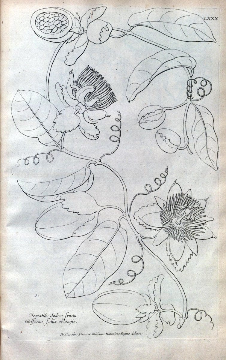 Description des plantes de l'Amerique :.A Paris, :De l'Imprimerie Royale,M.DC.CXIII [i.e | Botany "Pictorial works" "Pre-Linnean works" "West Indies"  | Vintage Print Reproduction 468127