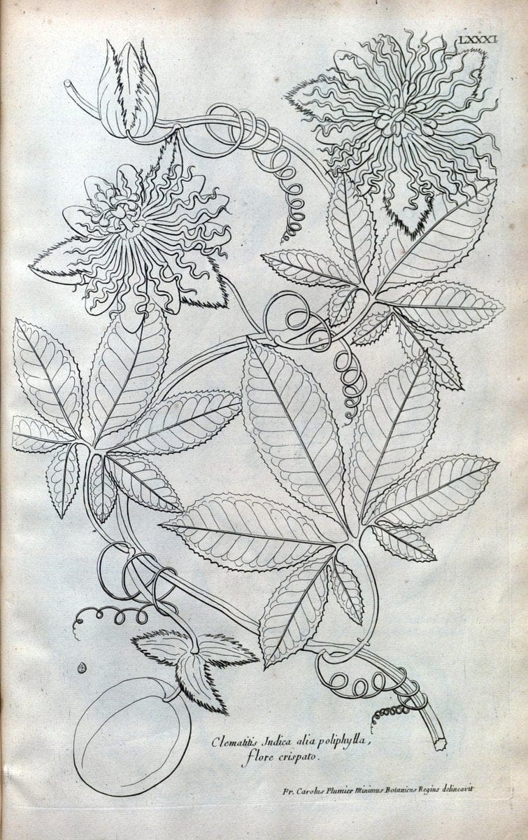 Description des plantes de l'Amerique :.A Paris, :De l'Imprimerie Royale,M.DC.CXIII [i.e | Botany "Pictorial works" "Pre-Linnean works" "West Indies"  | Vintage Print Reproduction 468128