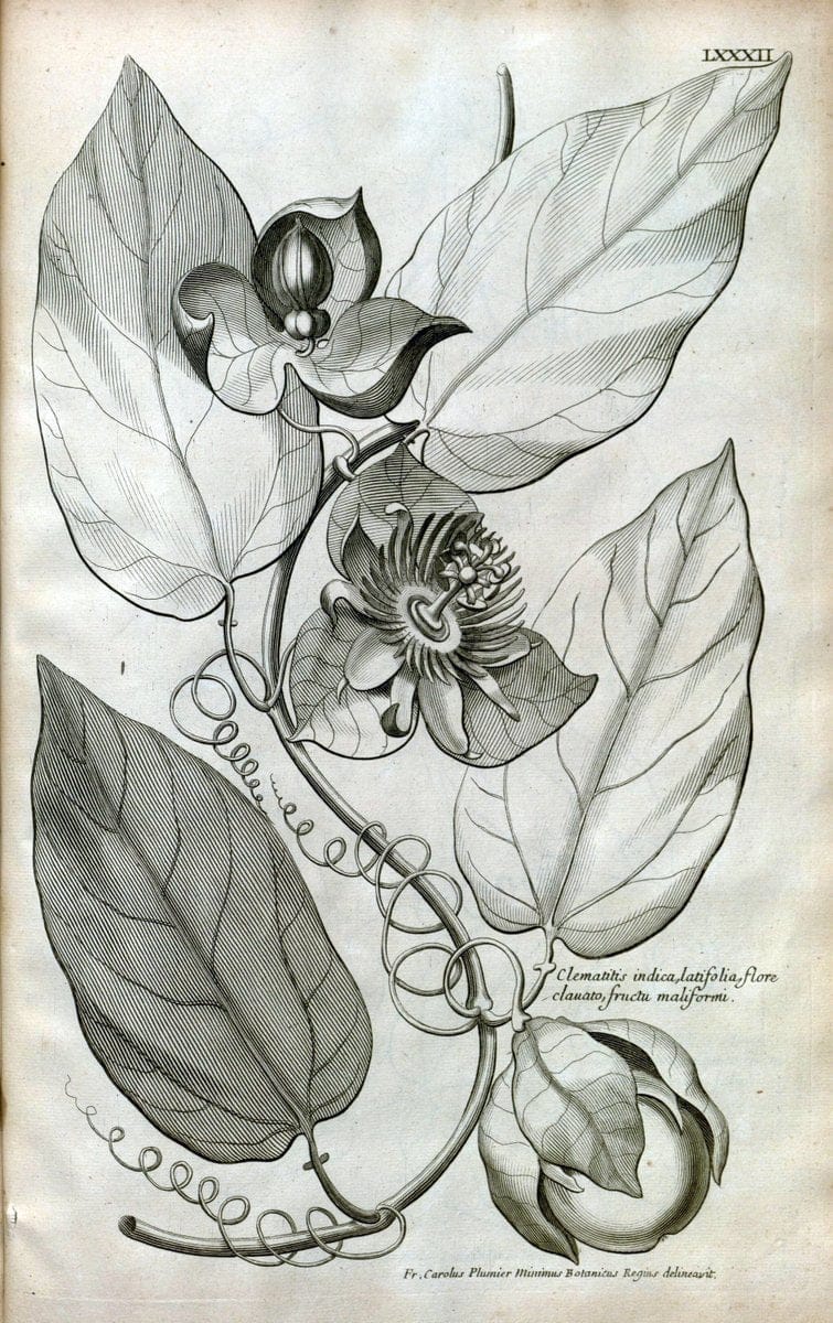Description des plantes de l'Amerique :.A Paris, :De l'Imprimerie Royale,M.DC.CXIII [i.e | Botany "Pictorial works" "Pre-Linnean works" "West Indies"  | Vintage Print Reproduction 468129