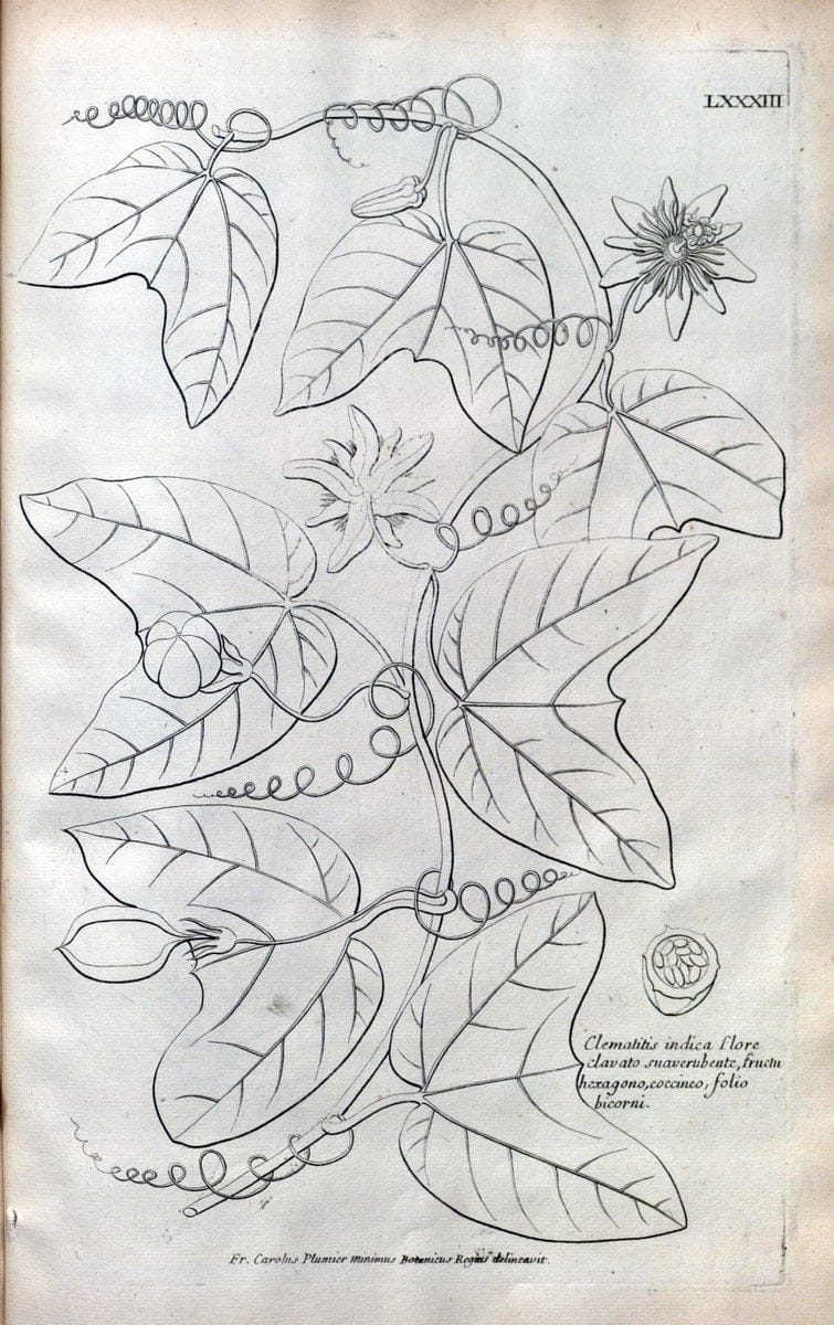 Description des plantes de l'Amerique :.A Paris, :De l'Imprimerie Royale,M.DC.CXIII [i.e | Botany "Pictorial works" "Pre-Linnean works" "West Indies"  | Vintage Print Reproduction 468130