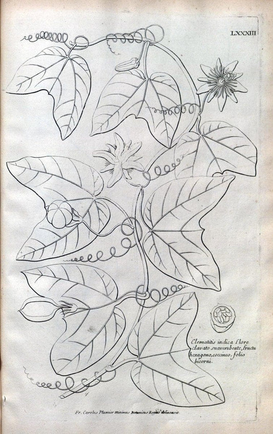 Description des plantes de l'Amerique :.A Paris, :De l'Imprimerie Royale,M.DC.CXIII [i.e | Botany "Pictorial works" "Pre-Linnean works" "West Indies"  | Vintage Print Reproduction 468130