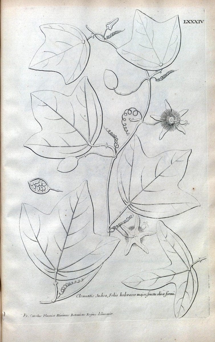 Description des plantes de l'Amerique :.A Paris, :De l'Imprimerie Royale,M.DC.CXIII [i.e | Botany "Pictorial works" "Pre-Linnean works" "West Indies"  | Vintage Print Reproduction 468131