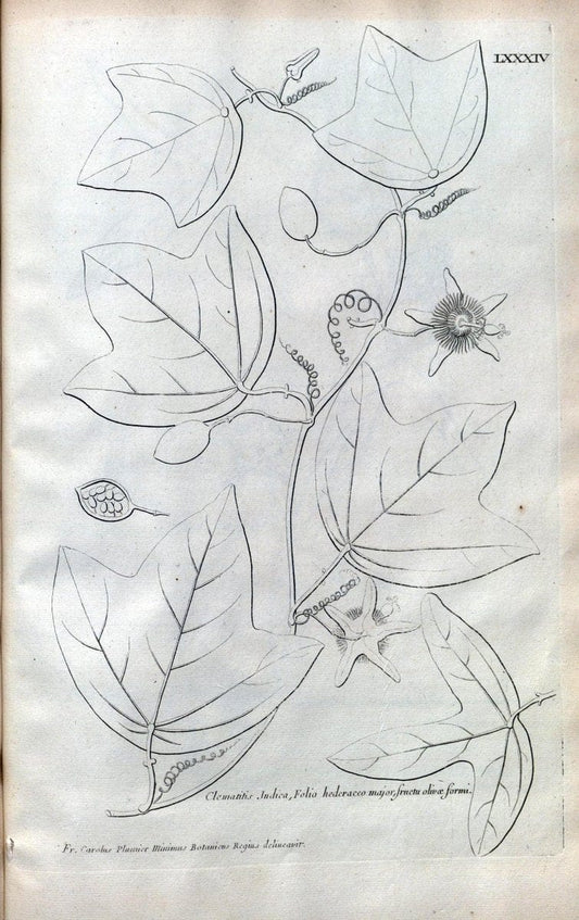Description des plantes de l'Amerique :.A Paris, :De l'Imprimerie Royale,M.DC.CXIII [i.e | Botany "Pictorial works" "Pre-Linnean works" "West Indies"  | Vintage Print Reproduction 468131