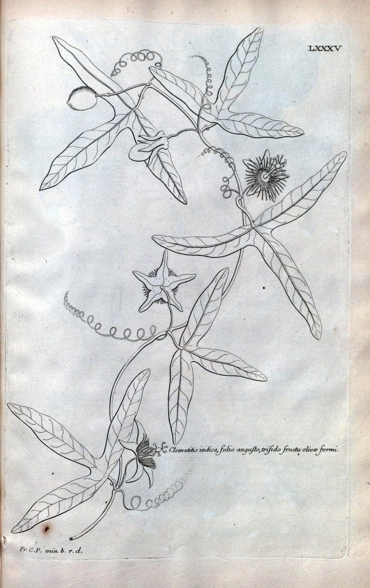Description des plantes de l'Amerique :.A Paris, :De l'Imprimerie Royale,M.DC.CXIII [i.e | Botany "Pictorial works" "Pre-Linnean works" "West Indies"  | Vintage Print Reproduction 468132