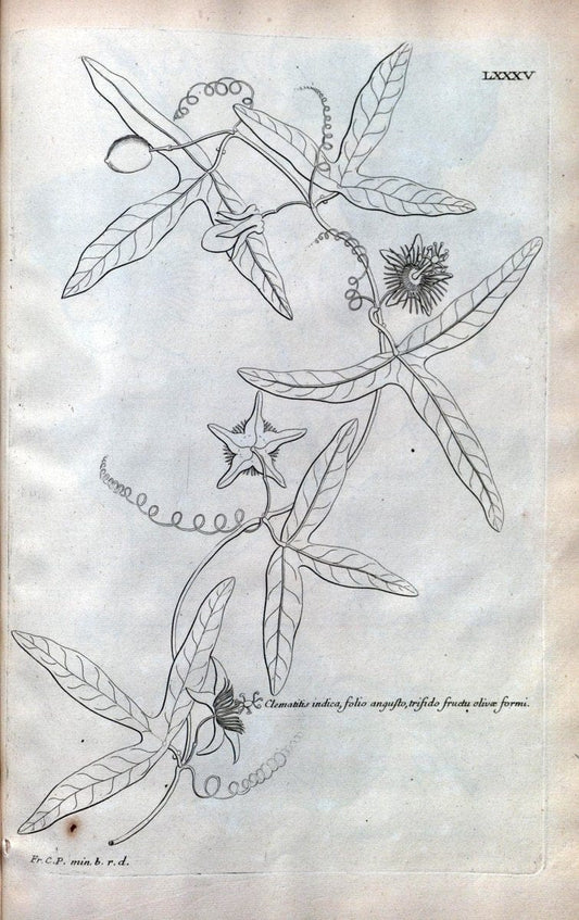Description des plantes de l'Amerique :.A Paris, :De l'Imprimerie Royale,M.DC.CXIII [i.e | Botany "Pictorial works" "Pre-Linnean works" "West Indies"  | Vintage Print Reproduction 468132