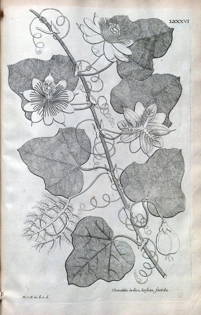 Description des plantes de l'Amerique :.A Paris, :De l'Imprimerie Royale,M.DC.CXIII [i.e | Botany "Pictorial works" "Pre-Linnean works" "West Indies"  | Vintage Print Reproduction 468133