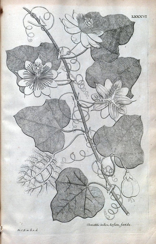 Description des plantes de l'Amerique :.A Paris, :De l'Imprimerie Royale,M.DC.CXIII [i.e | Botany "Pictorial works" "Pre-Linnean works" "West Indies"  | Vintage Print Reproduction 468133