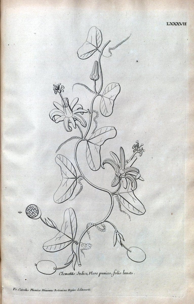 Description des plantes de l'Amerique :.A Paris, :De l'Imprimerie Royale,M.DC.CXIII [i.e | Botany "Pictorial works" "Pre-Linnean works" "West Indies"  | Vintage Print Reproduction 468134