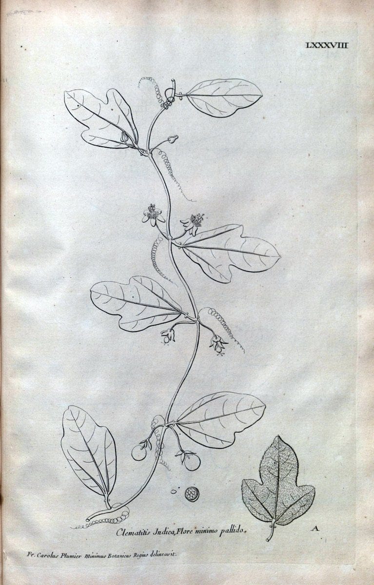 Description des plantes de l'Amerique :.A Paris, :De l'Imprimerie Royale,M.DC.CXIII [i.e | Botany "Pictorial works" "Pre-Linnean works" "West Indies"  | Vintage Print Reproduction 468135