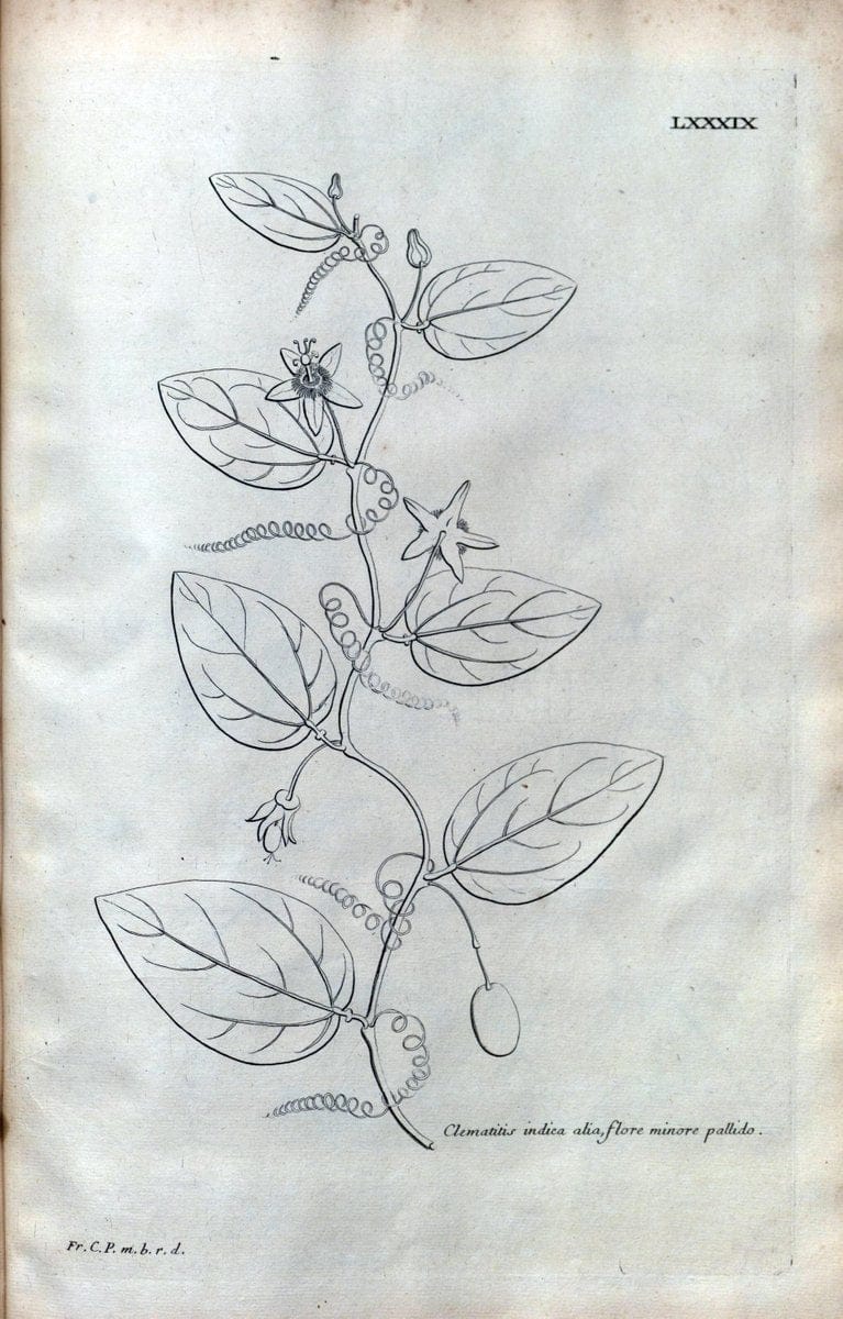 Description des plantes de l'Amerique :.A Paris, :De l'Imprimerie Royale,M.DC.CXIII [i.e | Botany "Pictorial works" "Pre-Linnean works" "West Indies"  | Vintage Print Reproduction 468136