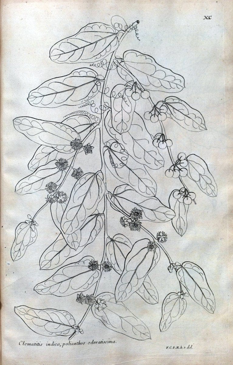Description des plantes de l'Amerique :.A Paris, :De l'Imprimerie Royale,M.DC.CXIII [i.e | Botany "Pictorial works" "Pre-Linnean works" "West Indies"  | Vintage Print Reproduction 468137