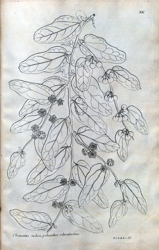 Description des plantes de l'Amerique :.A Paris, :De l'Imprimerie Royale,M.DC.CXIII [i.e | Botany "Pictorial works" "Pre-Linnean works" "West Indies"  | Vintage Print Reproduction 468137