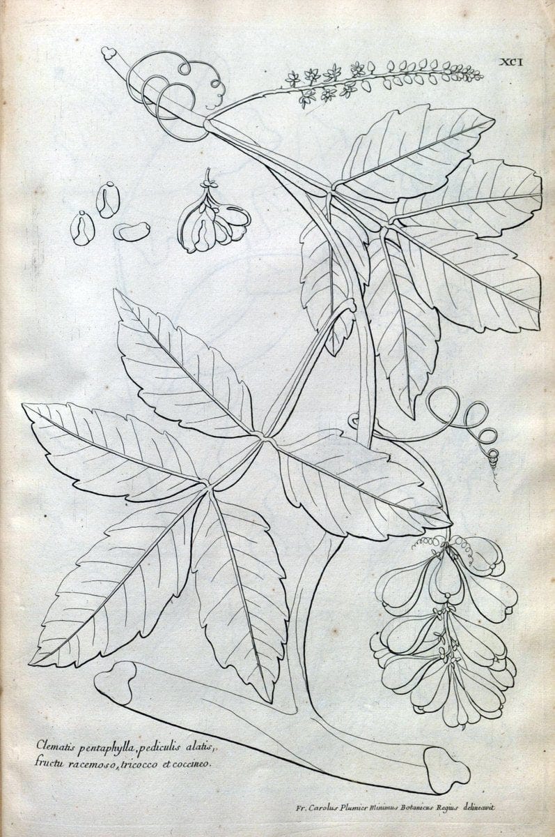 Description des plantes de l'Amerique :.A Paris, :De l'Imprimerie Royale,M.DC.CXIII [i.e | Botany "Pictorial works" "Pre-Linnean works" "West Indies"  | Vintage Print Reproduction 468138