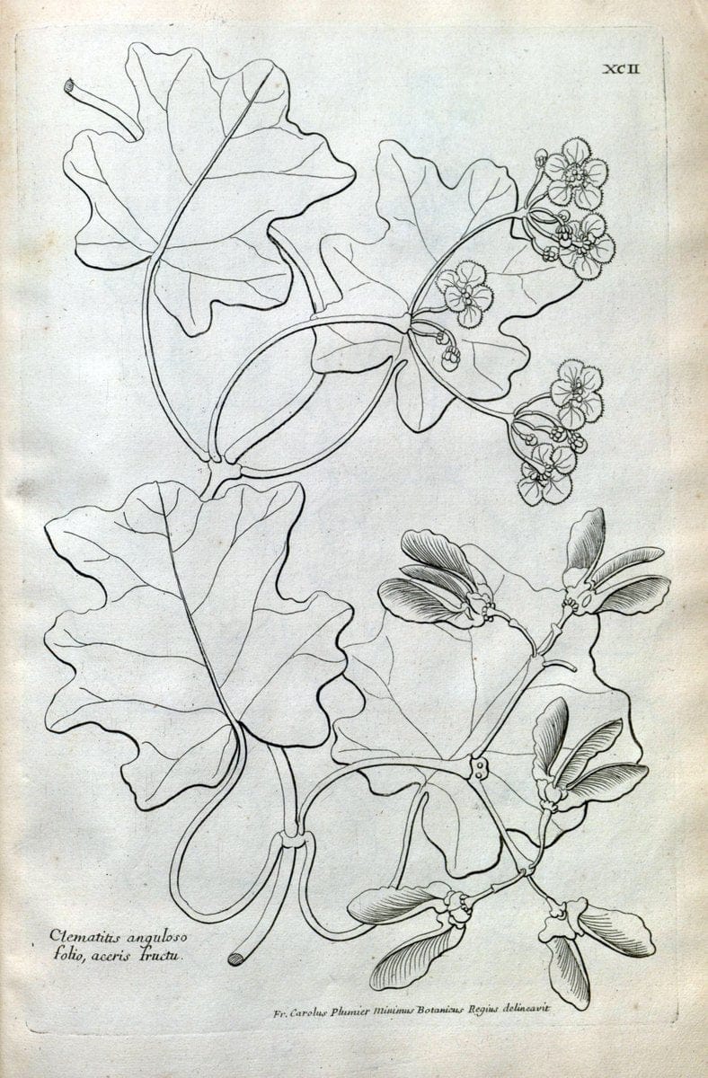 Description des plantes de l'Amerique :.A Paris, :De l'Imprimerie Royale,M.DC.CXIII [i.e | Botany "Pictorial works" "Pre-Linnean works" "West Indies"  | Vintage Print Reproduction 468139