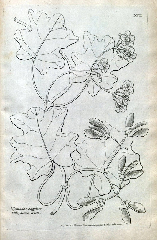 Description des plantes de l'Amerique :.A Paris, :De l'Imprimerie Royale,M.DC.CXIII [i.e | Botany "Pictorial works" "Pre-Linnean works" "West Indies"  | Vintage Print Reproduction 468139