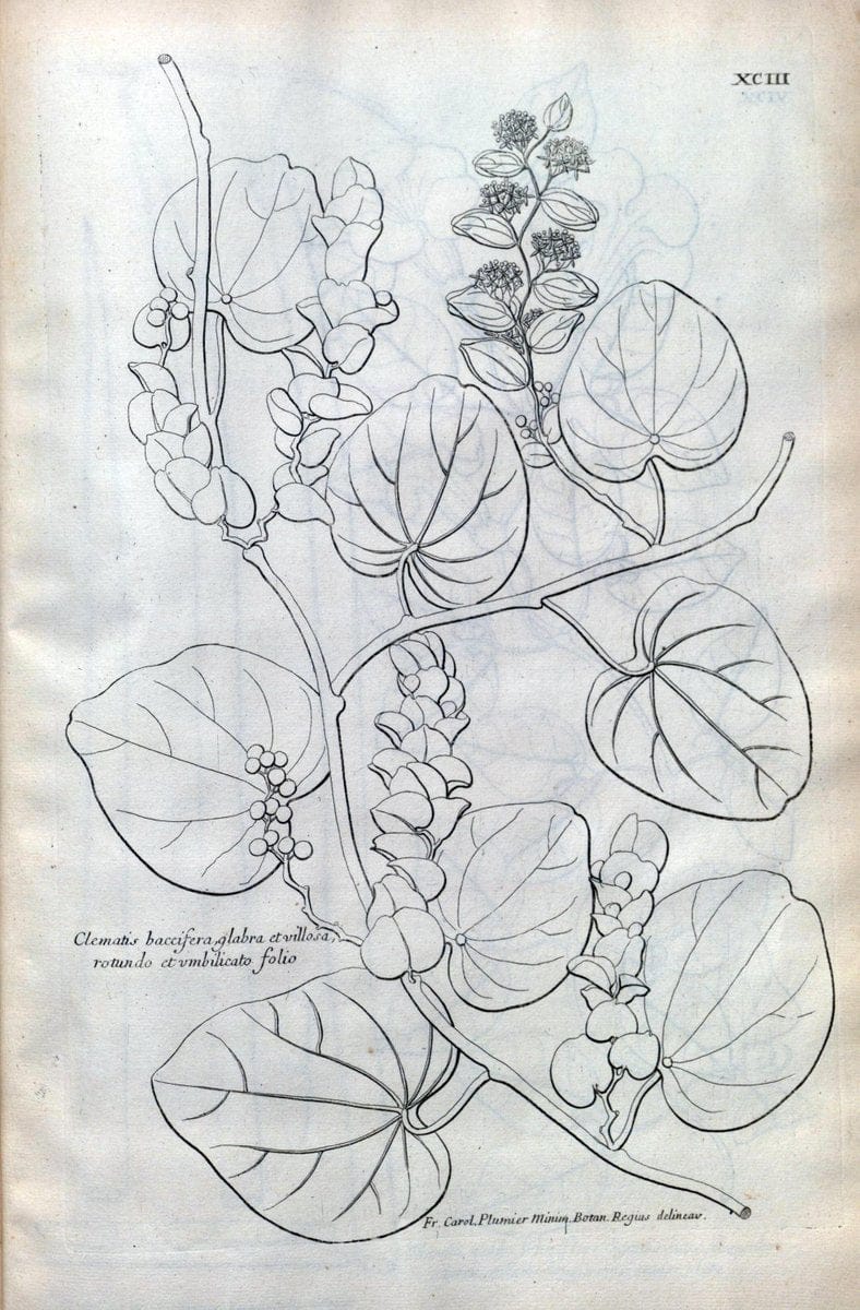 Description des plantes de l'Amerique :.A Paris, :De l'Imprimerie Royale,M.DC.CXIII [i.e | Botany "Pictorial works" "Pre-Linnean works" "West Indies"  | Vintage Print Reproduction 468140