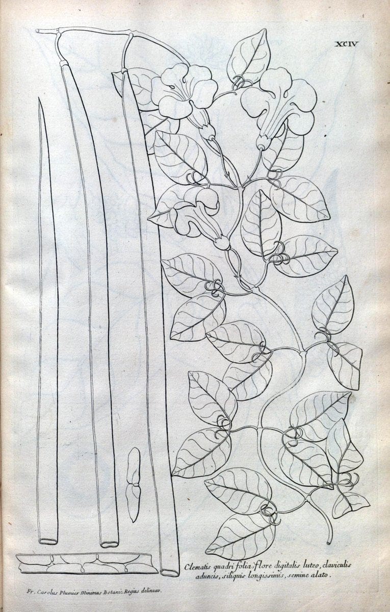 Description des plantes de l'Amerique :.A Paris, :De l'Imprimerie Royale,M.DC.CXIII [i.e | Botany "Pictorial works" "Pre-Linnean works" "West Indies"  | Vintage Print Reproduction 468141