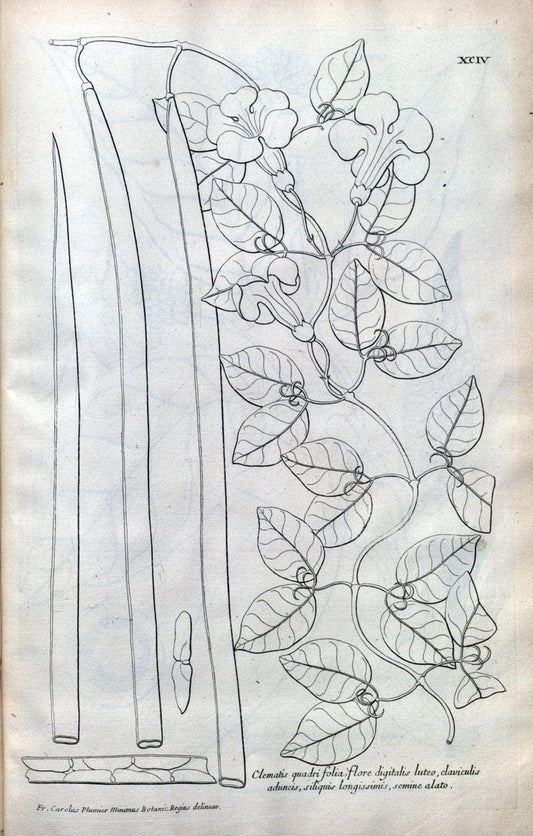 Description des plantes de l'Amerique :.A Paris, :De l'Imprimerie Royale,M.DC.CXIII [i.e | Botany "Pictorial works" "Pre-Linnean works" "West Indies"  | Vintage Print Reproduction 468141