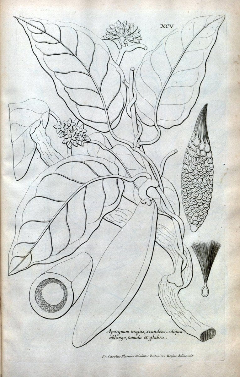 Description des plantes de l'Amerique :.A Paris, :De l'Imprimerie Royale,M.DC.CXIII [i.e | Botany "Pictorial works" "Pre-Linnean works" "West Indies"  | Vintage Print Reproduction 468142