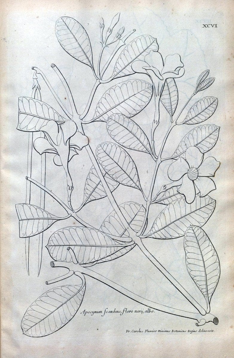 Description des plantes de l'Amerique :.A Paris, :De l'Imprimerie Royale,M.DC.CXIII [i.e | Botany "Pictorial works" "Pre-Linnean works" "West Indies"  | Vintage Print Reproduction 468143