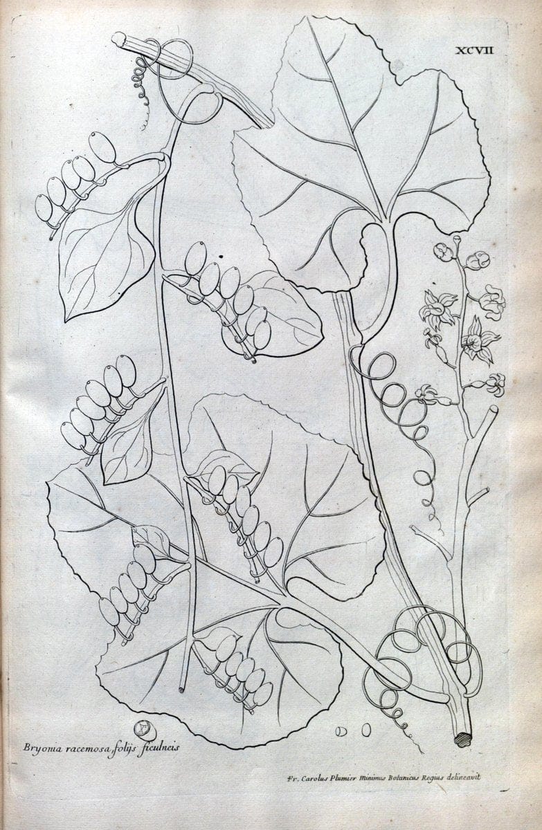 Description des plantes de l'Amerique :.A Paris, :De l'Imprimerie Royale,M.DC.CXIII [i.e | Botany "Pictorial works" "Pre-Linnean works" "West Indies"  | Vintage Print Reproduction 468144