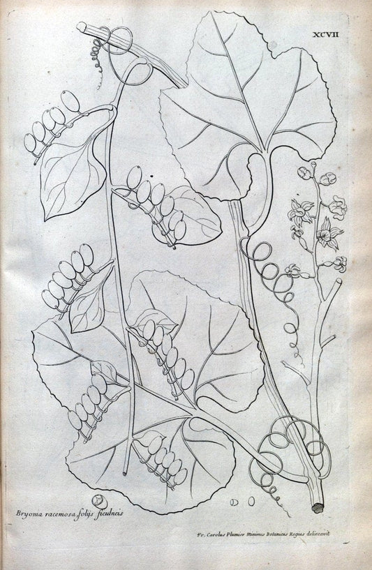 Description des plantes de l'Amerique :.A Paris, :De l'Imprimerie Royale,M.DC.CXIII [i.e | Botany "Pictorial works" "Pre-Linnean works" "West Indies"  | Vintage Print Reproduction 468144