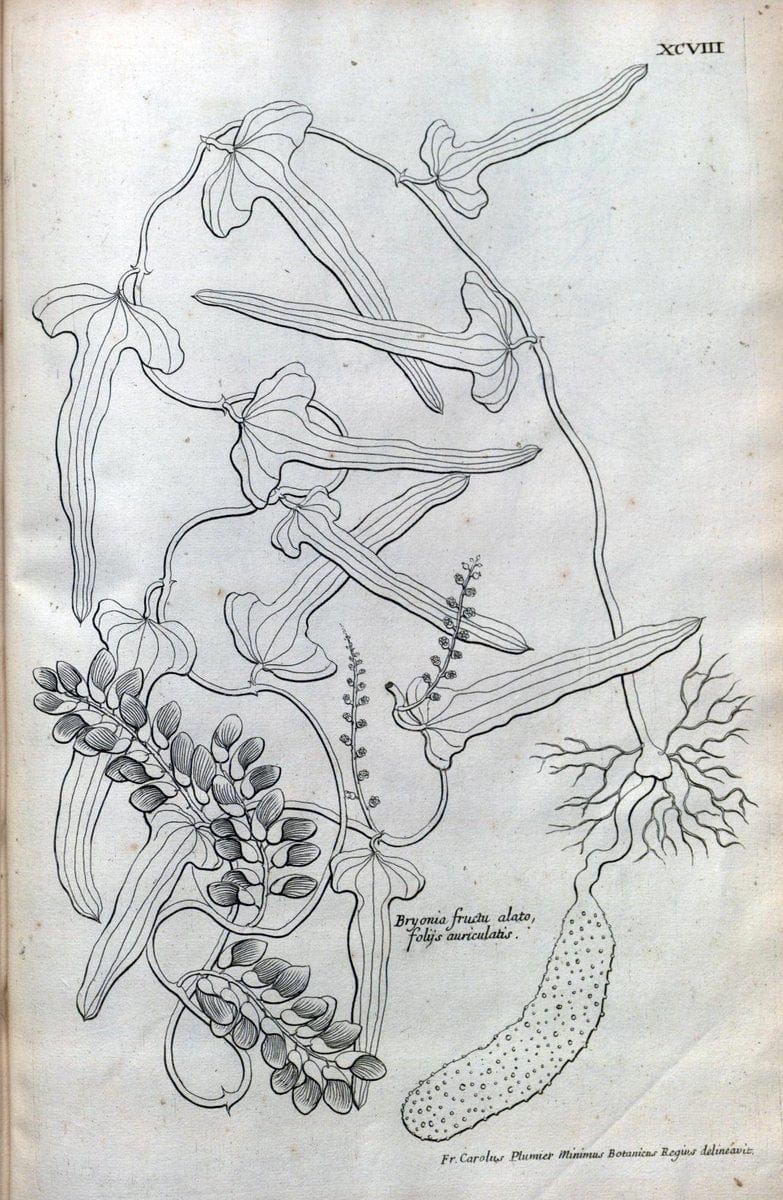 Description des plantes de l'Amerique :.A Paris, :De l'Imprimerie Royale,M.DC.CXIII [i.e | Botany "Pictorial works" "Pre-Linnean works" "West Indies"  | Vintage Print Reproduction 468145
