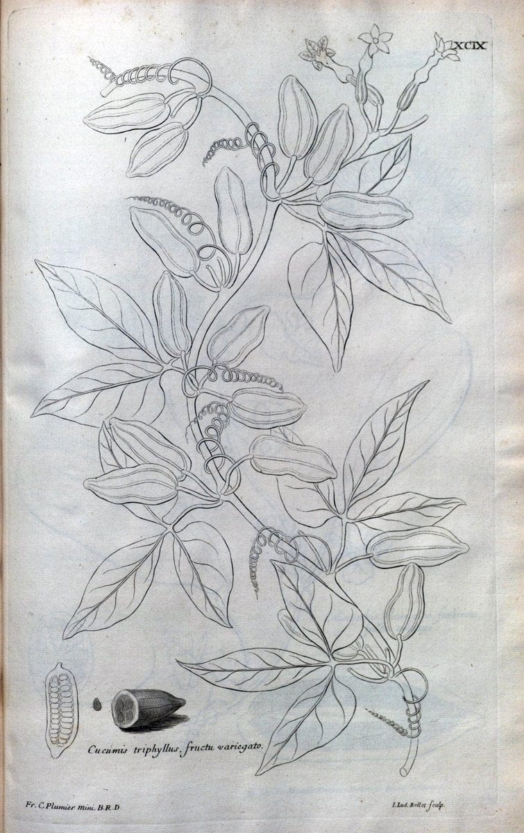 Description des plantes de l'Amerique :.A Paris, :De l'Imprimerie Royale,M.DC.CXIII [i.e | Botany "Pictorial works" "Pre-Linnean works" "West Indies"  | Vintage Print Reproduction 468146