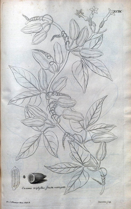 Description des plantes de l'Amerique :.A Paris, :De l'Imprimerie Royale,M.DC.CXIII [i.e | Botany "Pictorial works" "Pre-Linnean works" "West Indies"  | Vintage Print Reproduction 468146