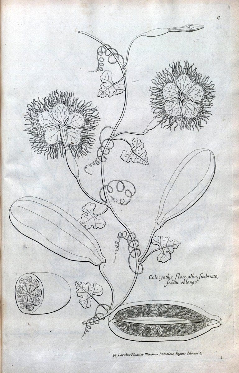 Description des plantes de l'Amerique :.A Paris, :De l'Imprimerie Royale,M.DC.CXIII [i.e | Botany "Pictorial works" "Pre-Linnean works" "West Indies"  | Vintage Print Reproduction 468147