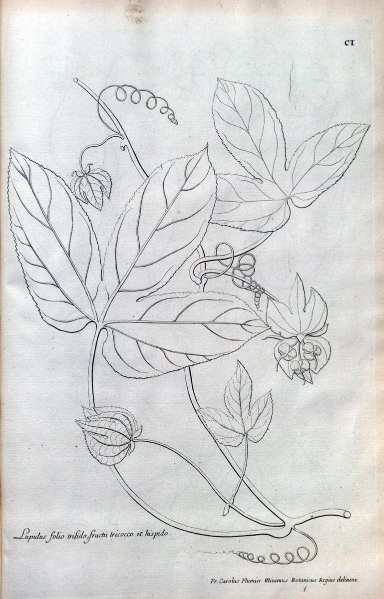 Description des plantes de l'Amerique :.A Paris, :De l'Imprimerie Royale,M.DC.CXIII [i.e | Botany "Pictorial works" "Pre-Linnean works" "West Indies"  | Vintage Print Reproduction 468148