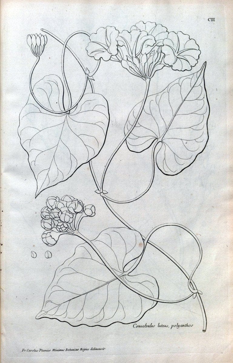 Description des plantes de l'Amerique :.A Paris, :De l'Imprimerie Royale,M.DC.CXIII [i.e | Botany "Pictorial works" "Pre-Linnean works" "West Indies"  | Vintage Print Reproduction 468149