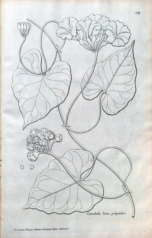 Description des plantes de l'Amerique :.A Paris, :De l'Imprimerie Royale,M.DC.CXIII [i.e | Botany "Pictorial works" "Pre-Linnean works" "West Indies"  | Vintage Print Reproduction 468149