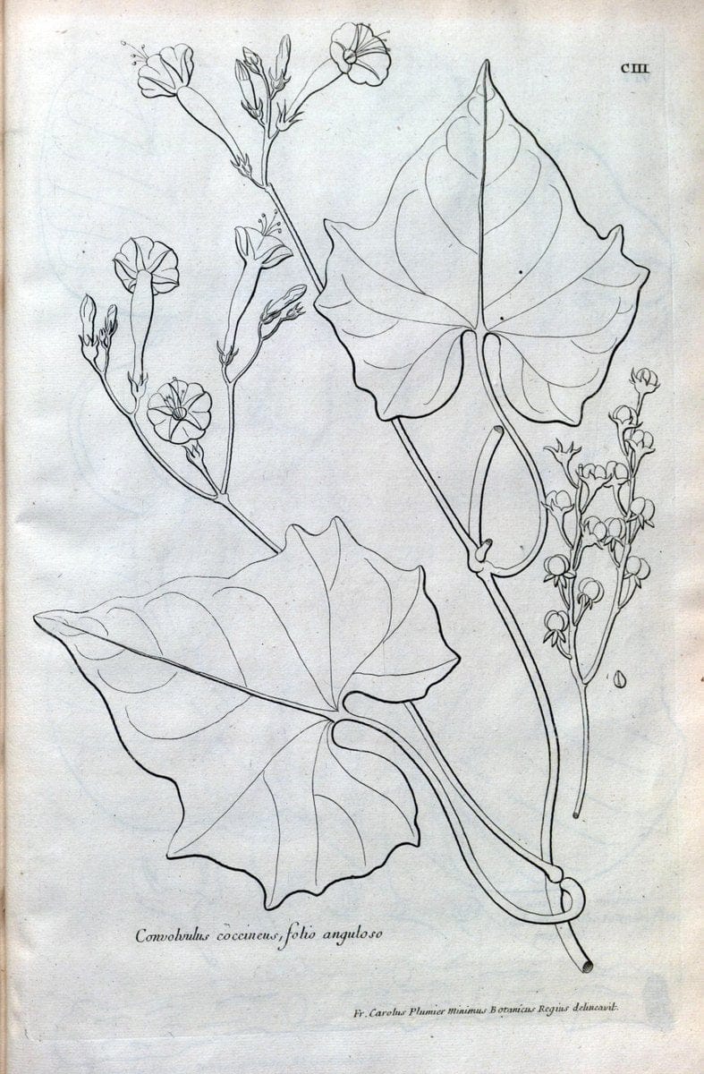Description des plantes de l'Amerique :.A Paris, :De l'Imprimerie Royale,M.DC.CXIII [i.e | Botany "Pictorial works" "Pre-Linnean works" "West Indies"  | Vintage Print Reproduction 468150