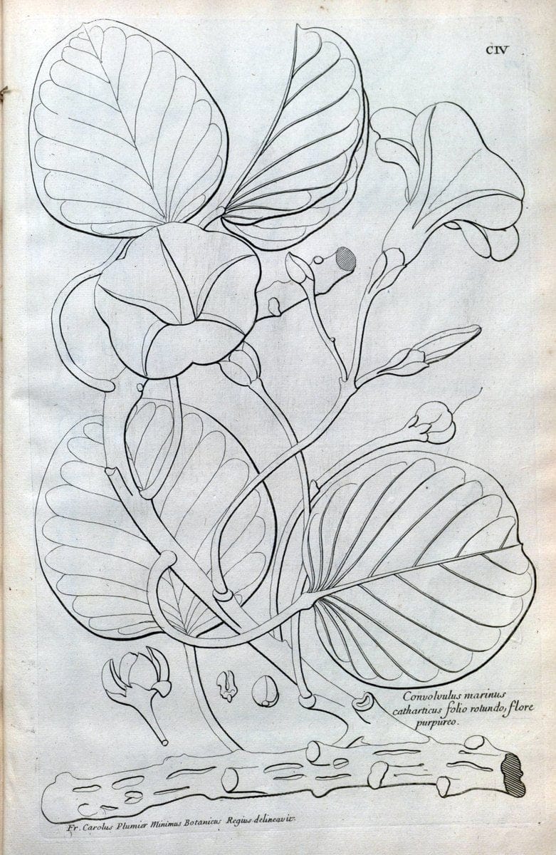 Description des plantes de l'Amerique :.A Paris, :De l'Imprimerie Royale,M.DC.CXIII [i.e | Botany "Pictorial works" "Pre-Linnean works" "West Indies"  | Vintage Print Reproduction 468151