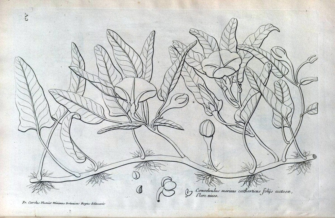 Description des plantes de l'Amerique :.A Paris, :De l'Imprimerie Royale,M.DC.CXIII [i.e | Botany "Pictorial works" "Pre-Linnean works" "West Indies"  | Vintage Print Reproduction 468152