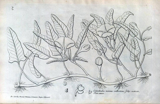 Description des plantes de l'Amerique :.A Paris, :De l'Imprimerie Royale,M.DC.CXIII [i.e | Botany "Pictorial works" "Pre-Linnean works" "West Indies"  | Vintage Print Reproduction 468152