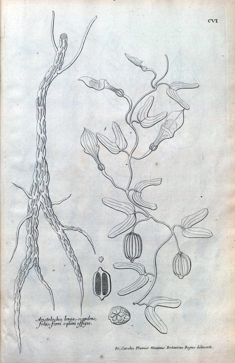 Description des plantes de l'Amerique :.A Paris, :De l'Imprimerie Royale,M.DC.CXIII [i.e | Botany "Pictorial works" "Pre-Linnean works" "West Indies"  | Vintage Print Reproduction 468153