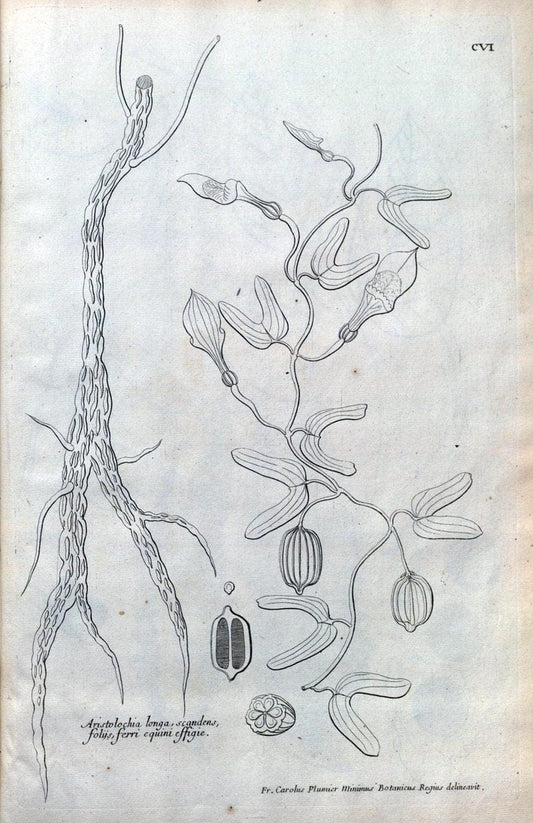 Description des plantes de l'Amerique :.A Paris, :De l'Imprimerie Royale,M.DC.CXIII [i.e | Botany "Pictorial works" "Pre-Linnean works" "West Indies"  | Vintage Print Reproduction 468153