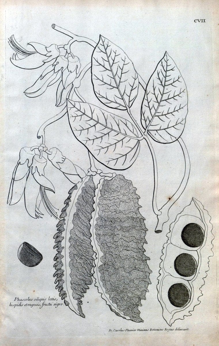 Description des plantes de l'Amerique :.A Paris, :De l'Imprimerie Royale,M.DC.CXIII [i.e | Botany "Pictorial works" "Pre-Linnean works" "West Indies"  | Vintage Print Reproduction 468154