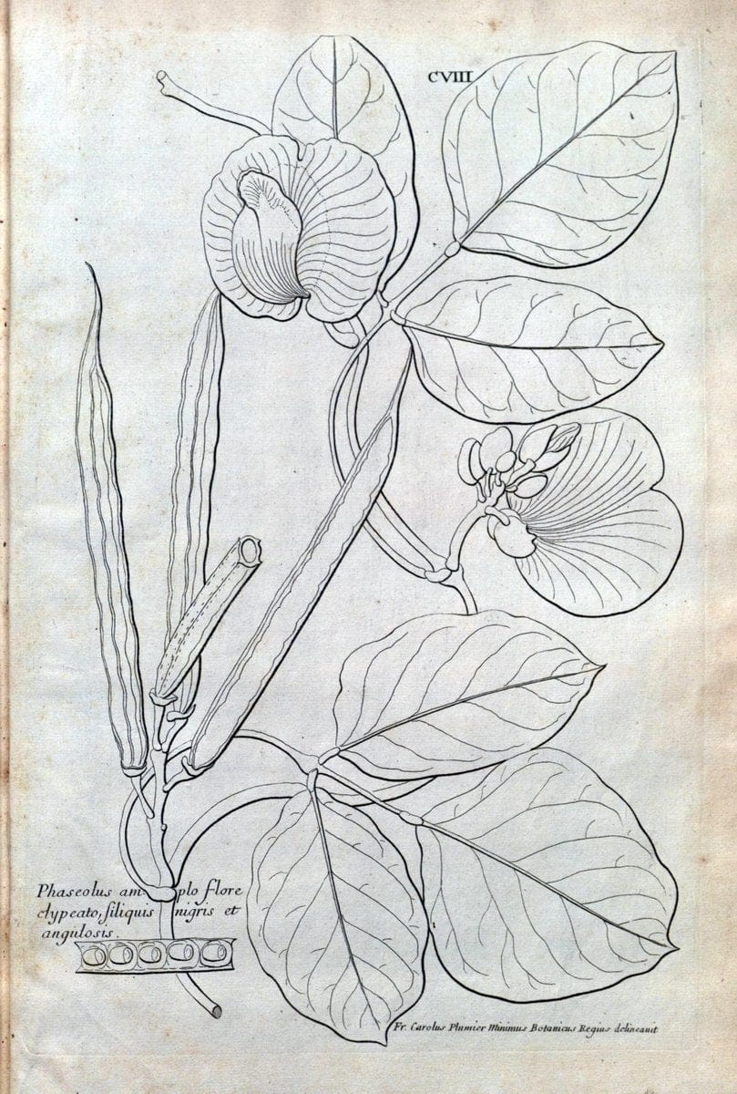 Description des plantes de l'Amerique :.A Paris, :De l'Imprimerie Royale,M.DC.CXIII [i.e | Botany "Pictorial works" "Pre-Linnean works" "West Indies"  | Vintage Print Reproduction 468155