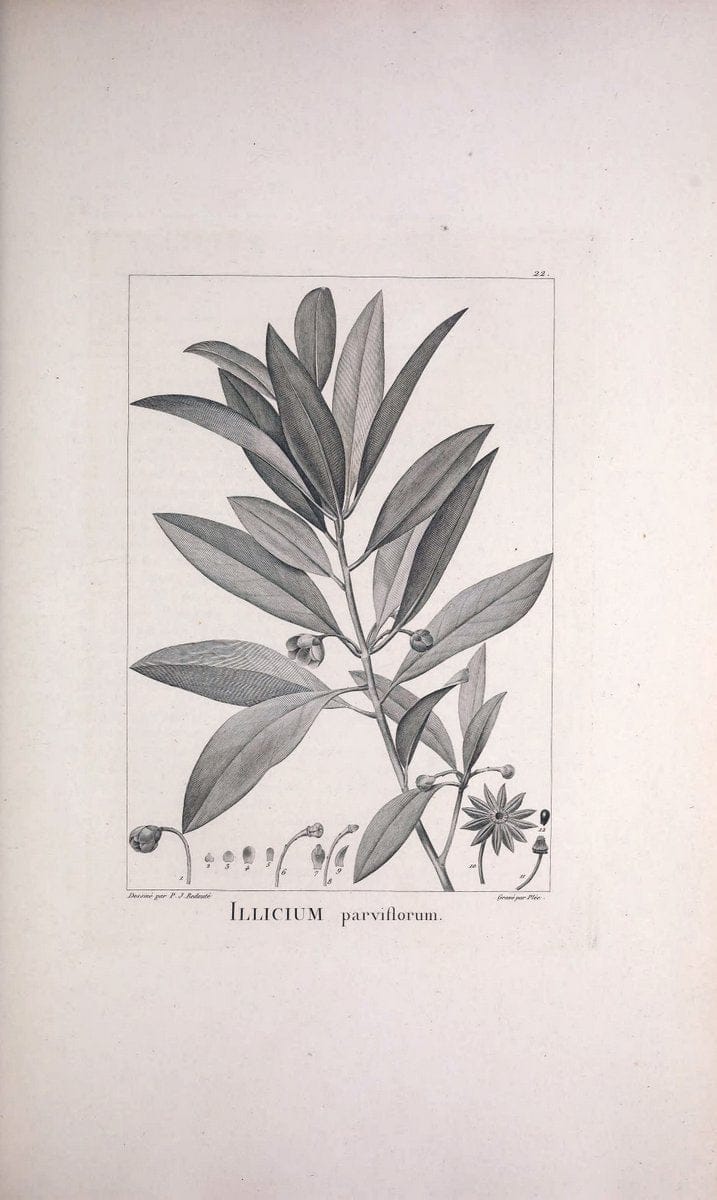 Description des plantes nouvelles et peu connues :.A Paris :De l'imprimerie de Crapelet,an 8, [i.e. 1799 or 1800]. | Botany "Pictorial works" | Vintage Print Reproduction 468156