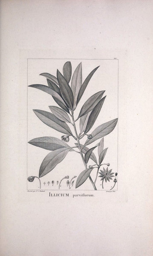 Description des plantes nouvelles et peu connues :.A Paris :De l'imprimerie de Crapelet,an 8, [i.e. 1799 or 1800]. | Botany "Pictorial works" | Vintage Print Reproduction 468156
